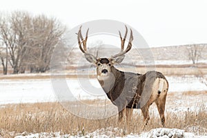 Alert Mule Deer Buck in Snow