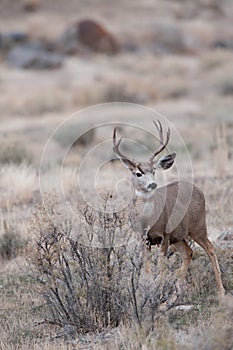 Alert mule deer buck