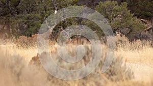 Alert mule deer bucks in a winter meadow