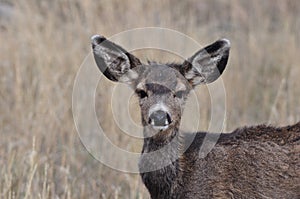 Alert Mule Deer Fawn