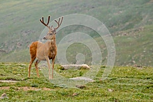 Alert Mule Deer In Velvet Stands In Green Tundra