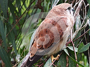 A Alert Nankeen Kestrel Perched on a Eucalyptus Tree.