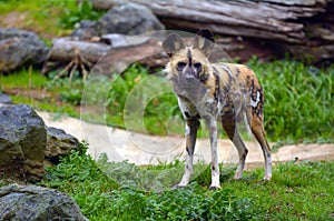 Alert Painted Hunting Dog