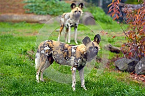 Alert Painted Hunting Dogs