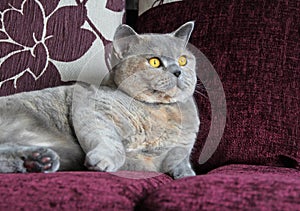 Alert pedigree cat on sofa