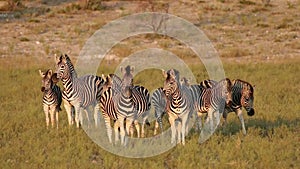 Alert plains zebras - South Africa