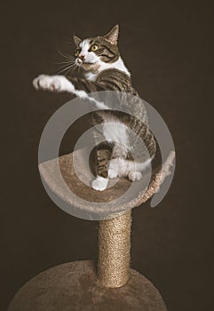 Alert playful young tabby cat with white chest sitting on scratching post against dark fabric background.