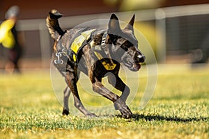 Alert Police Dog in Training Harness Eagerly Running Across Field During a Law Enforcement Drill