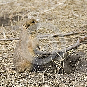 Alert Prairie Dog