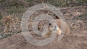 Alert Prairie Dog