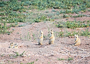 Alert Prairie Dog Family