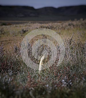 Alert prairie dog in field