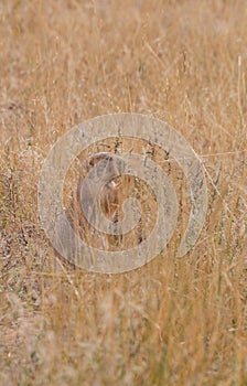 Alert Prairie Dog in Tall Grass