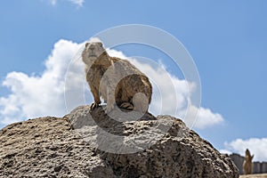 An alert prairiedog on a hill in a zoo in Emmen, Netherlands