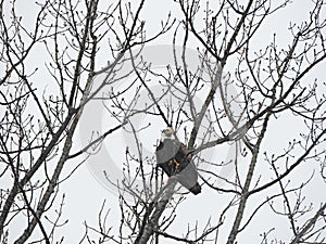 Alert predator eagle sits in a tree in FingerLakes