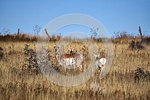 Alert Pronghorn or American Antelope