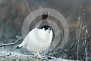 Alert ptarmigan