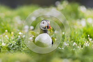 Alert Puffin Amid Sea Campion Flowers