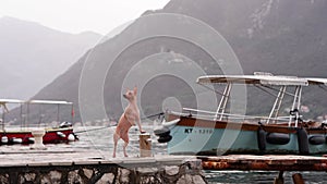 Alert pup on a dock, Lakeside vigil. A curious dog stands attentively on a pier