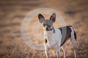 Alert Rat Terrier Dog