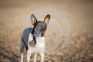 Alert Rat Terrier dog in yard