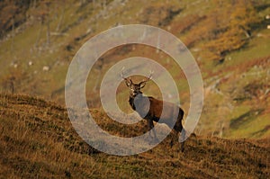 Alert Red Deer Stag standing on hillside in Highlands of Scotland