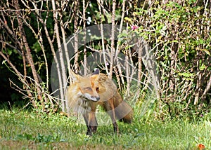 Alert red fox