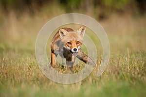 Alert Red fox