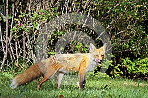 Alert red fox licks his lips