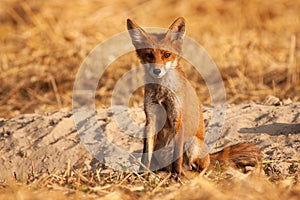 Alert red fox sitting on the ground and facing camera at sunrise