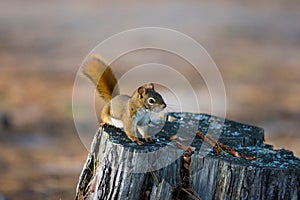 Alert Red Squirrel on Tree Stump