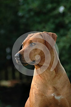 Alert Ridgeback