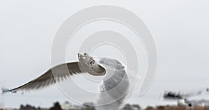 Alert Ring-billed Gull looking for food