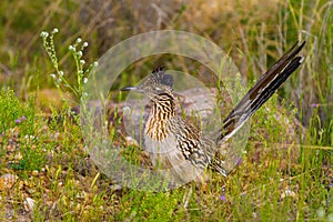 Alert Roadrunner Stands in the Green Desert Brush of Sabino Canyon in Tucson, Arizona