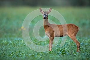 Alert roe deer buck listening carefully on agricultural field at dusk in summer