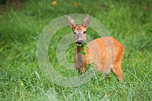 Alert roe deer doe grazing on meadow with green leafs in mouth