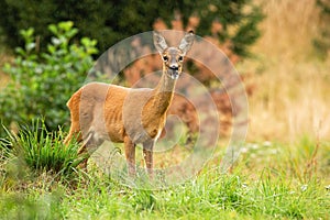 Alert roe deer doe chewing with open mouth on summer meadow with green grass.