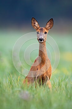 Alert roe deer doe looking into camera on a green meadow in summer