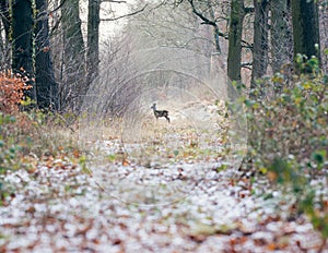 Alert roe deer standing on path in winter forest.