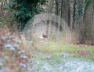 Alert roe deer standing on path in winter forest.