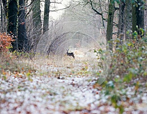 Alert roe deer standing on path in winter forest.