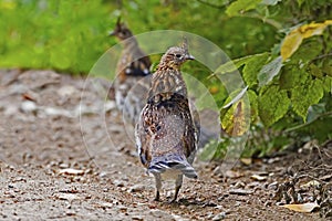 Alert Ruffed Grouse, Bonasa umbellus