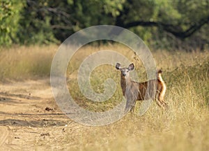 Alert Sambar Deer Fawn coming out of tall grass at Tadoba Andhari Tiger Reserve,Chandrapur,Maharashtra,India