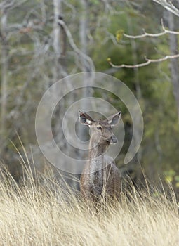 Alert sanbar Deer watching out for Predators