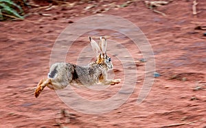 Alert scrub hare ( Lepus saxatilis) rabbit running scared in Tan