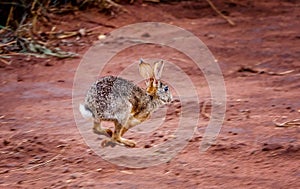 Alert scrub hare ( Lepus saxatilis) rabbit running scared in Tan