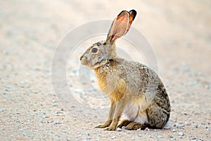 Alert scrub hare photo