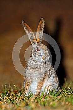 Alert scrub hare - South Africa