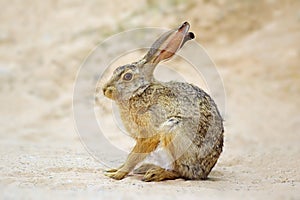 Alert scrub hare - South Africa