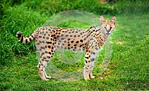 Alert serval cat